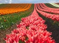 Sea of flowers from colorful blooming tulips with waves Royalty Free Stock Photo